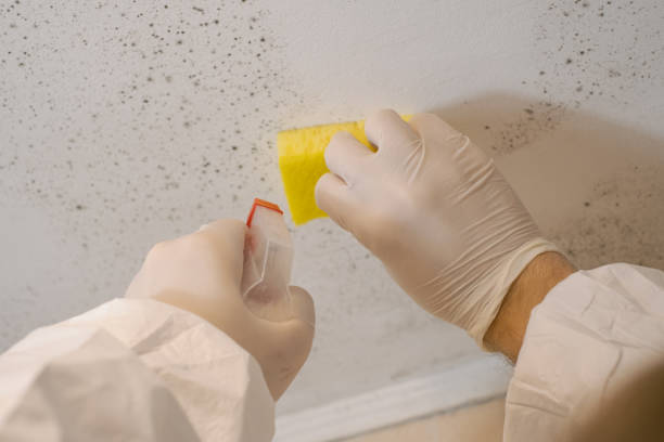 Best Attic Mold Removal  in Little Ferry, NJ