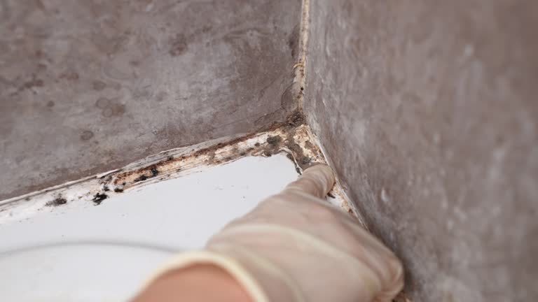 Best Real Estate Mold Inspection  in Little Ferry, NJ